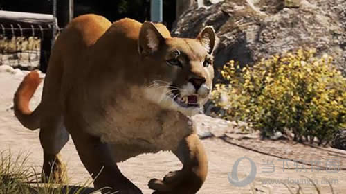 �µ�����5-����ʨ