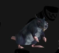 2015ħ��������ʥ�����������ݽ��